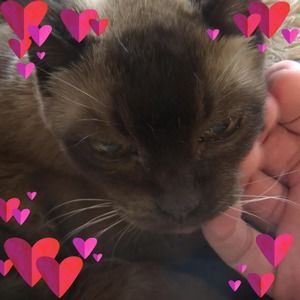 Meet your Posher, Kim